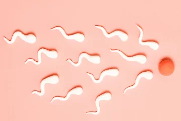 A herevisszér tágulat a spermiumképződést is zavarhatja
